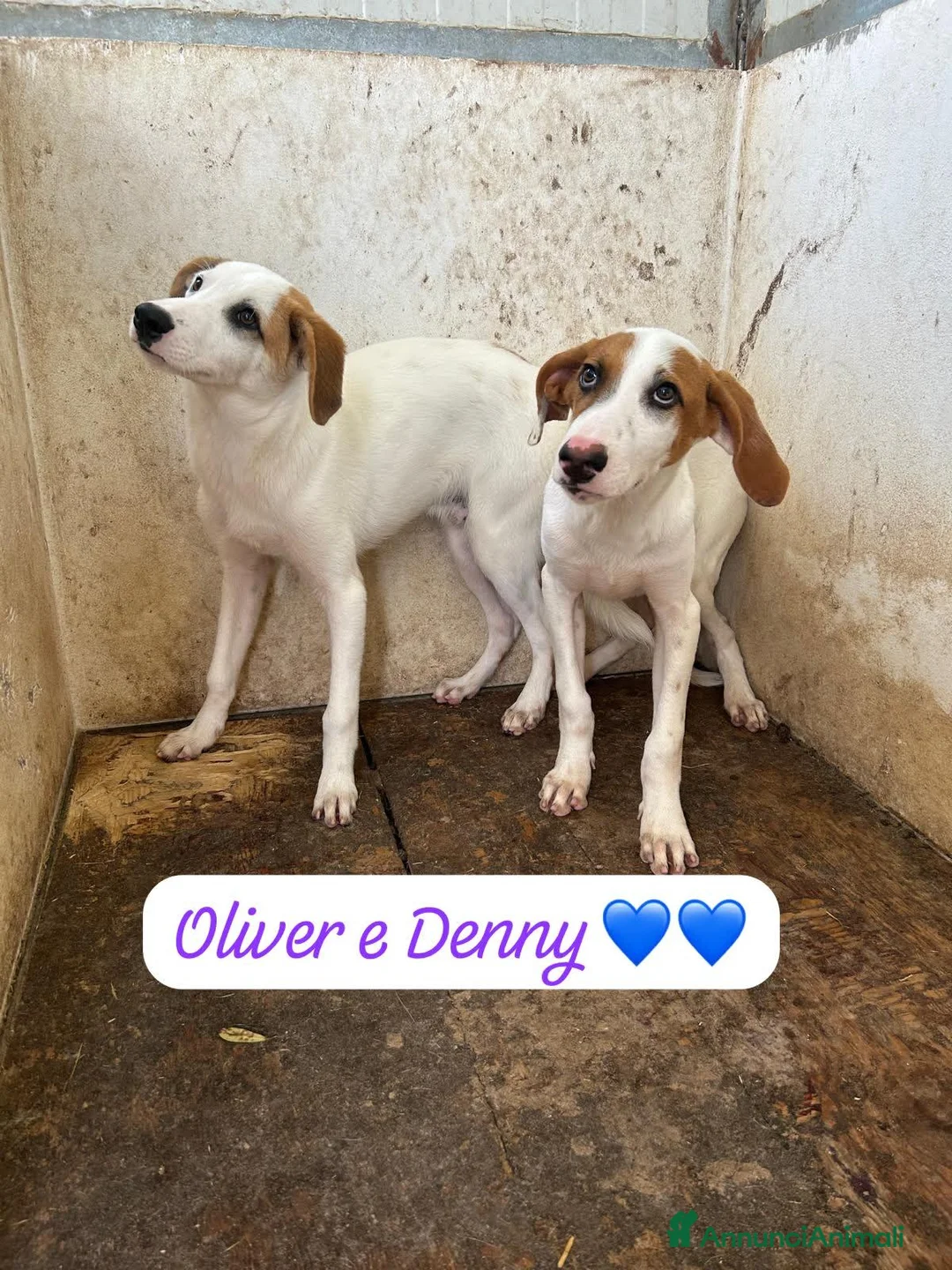 Meticcio cani in regalo: OLIVER E DENNY - Annuncio 4