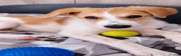 Meticcio cani in regalo: Scott, taglia media! (4mesi) - Annuncio 2