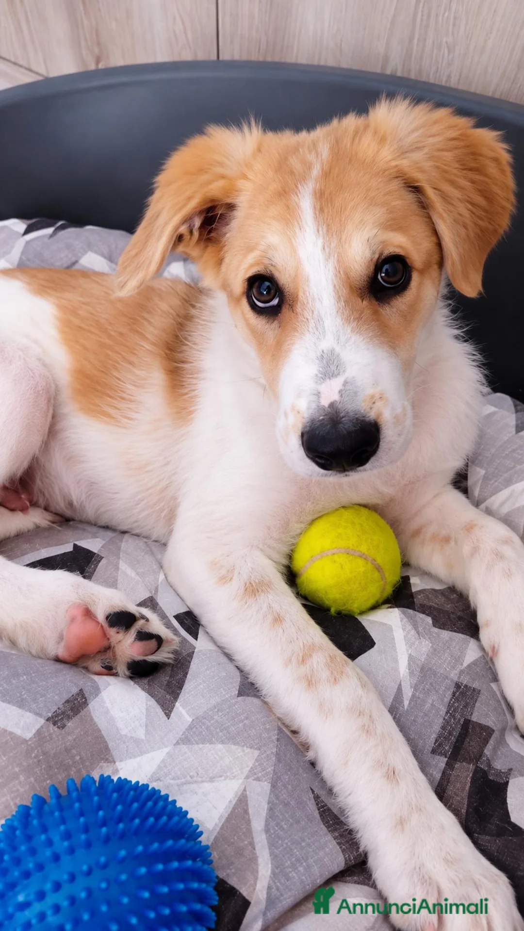 Meticcio cani in regalo: Scott, taglia media! (4mesi) - Annuncio 2