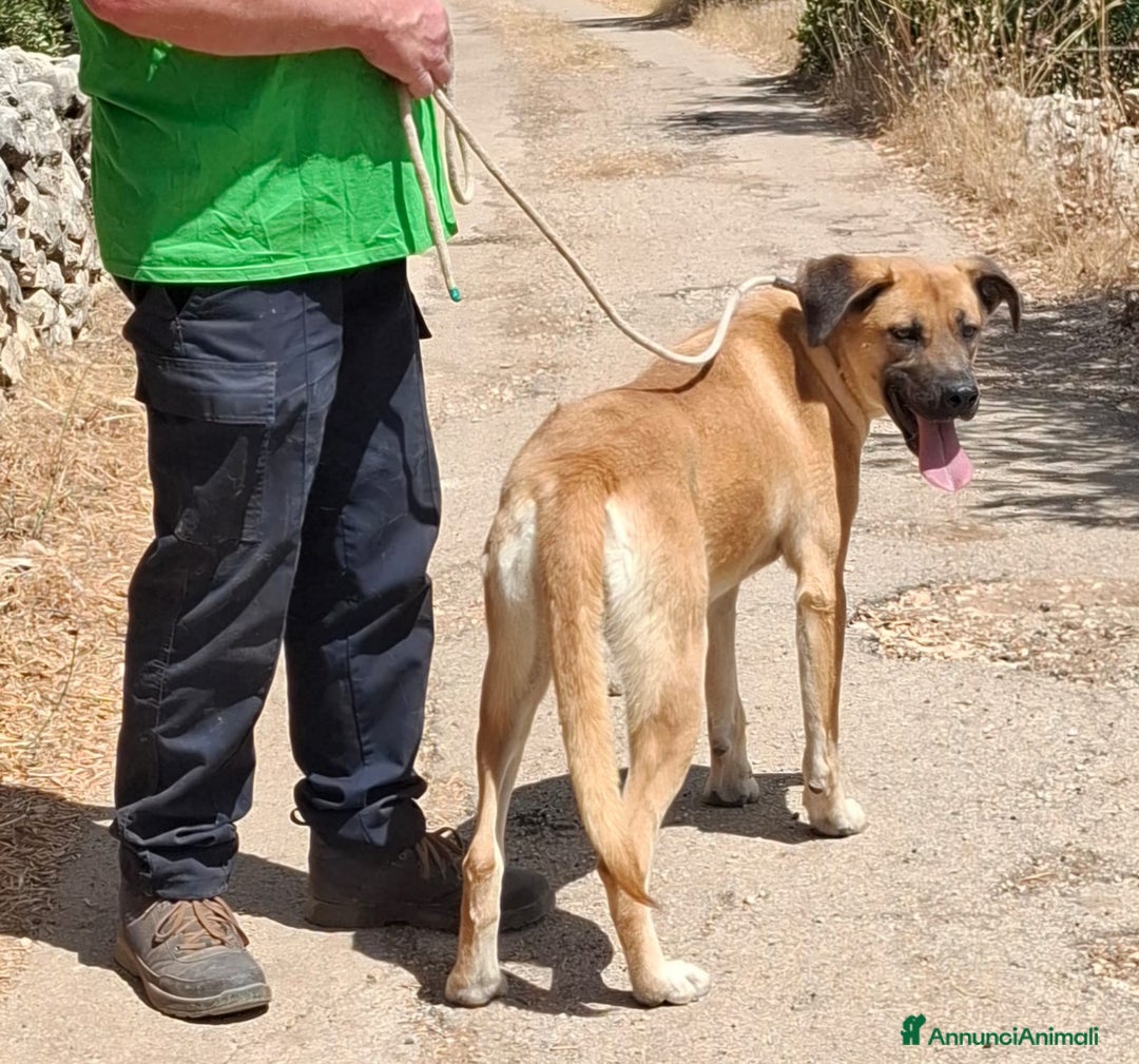 Meticcio cani in regalo: Mara Cerca Famiglia. Info Monica 3890238584 - Annuncio 5