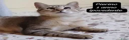 Altre razze gatti in regalo: Tanti gattini desiderosi di trovare casa  a Provincia di Bergamo - Annuncio 7