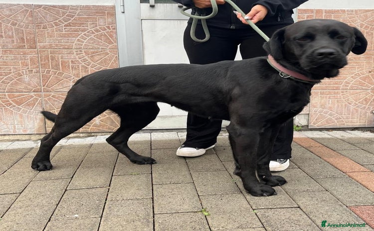 Affenpinscher cani - Annuncio 5