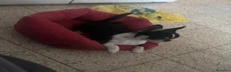 Chihuahua cani per accoppiamento: Chihuahua per monta - Annuncio 3