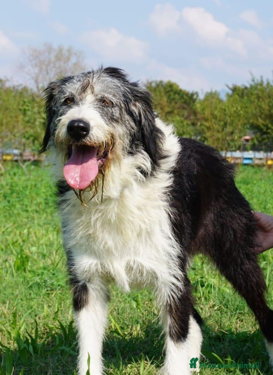 Meticcio cani drago  - Annuncio 8