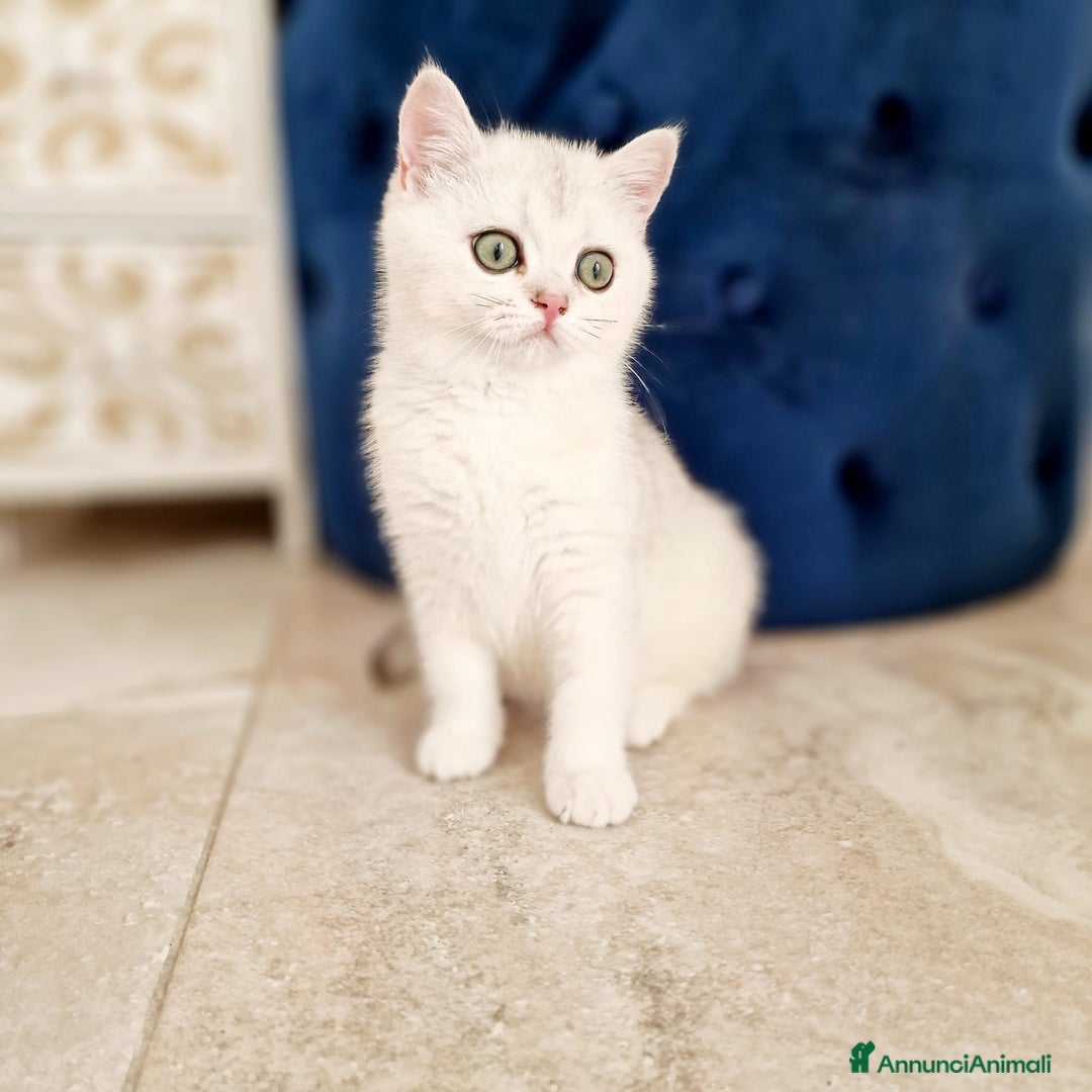 Scottish gatti in vendita: Scottish  - Annuncio 6