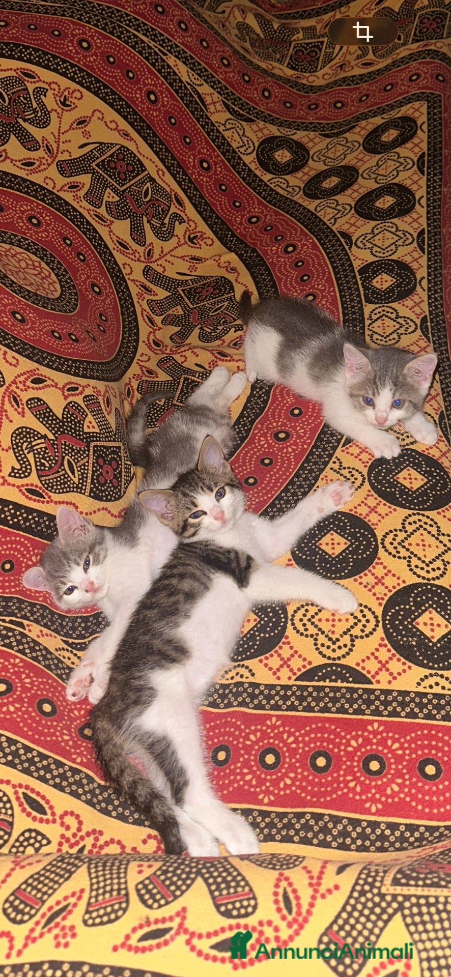 Europeo gatti ADOZIONE GATTINE TUTTE 3 INSIEME SENZA SEPARARLE  - Annuncio 5