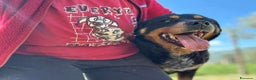 Rottweiler cani in regalo: GUENDY, dolcissima mix ROTT sfortunata - Annuncio 9