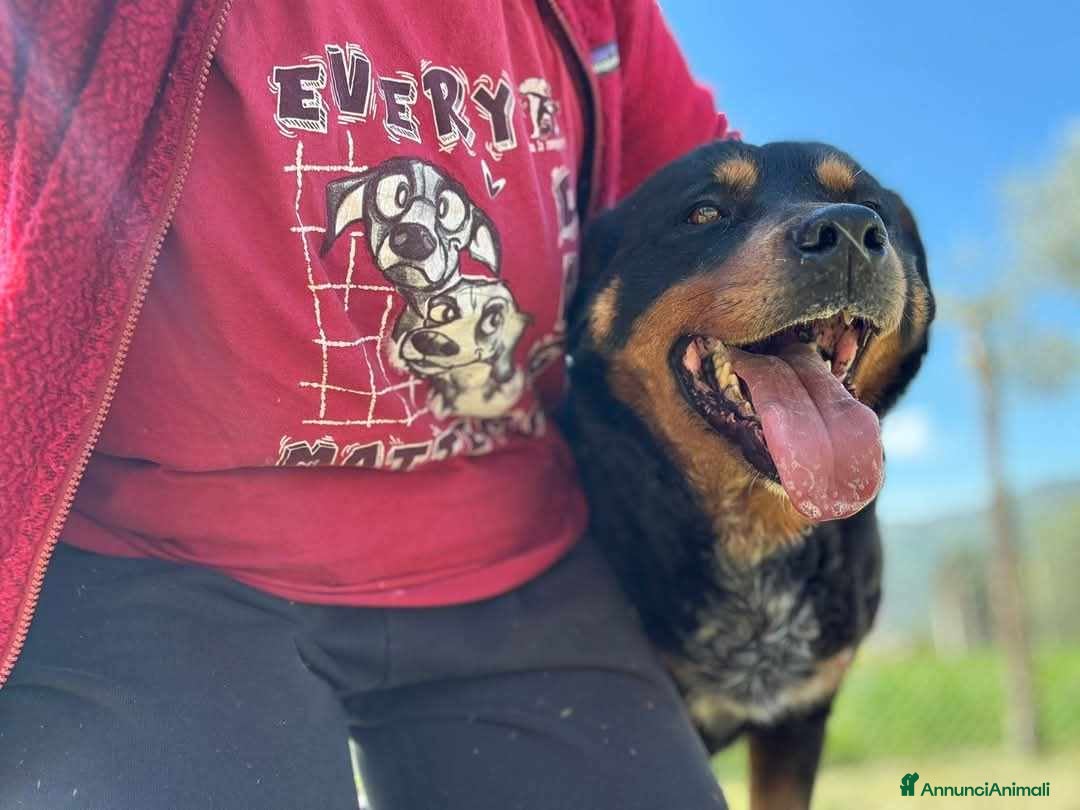 Rottweiler cani in regalo: GUENDY, dolcissima mix ROTT sfortunata - Annuncio 9