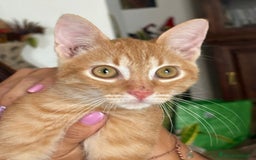 Europeo gatti in regalo: MIELE, di nome e di fatto 3/4 mesi - Immagine 8