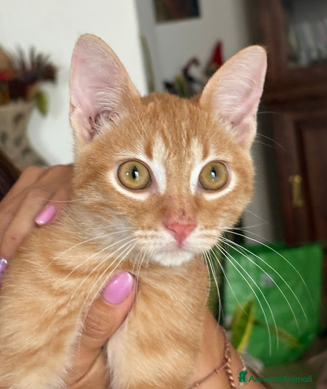 Europeo gatti in regalo: MIELE, di nome e di fatto 3/4 mesi - Annuncio 8