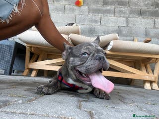 Bulldog Francese cani Bulldog Francese per accoppiamento - Annuncio 30