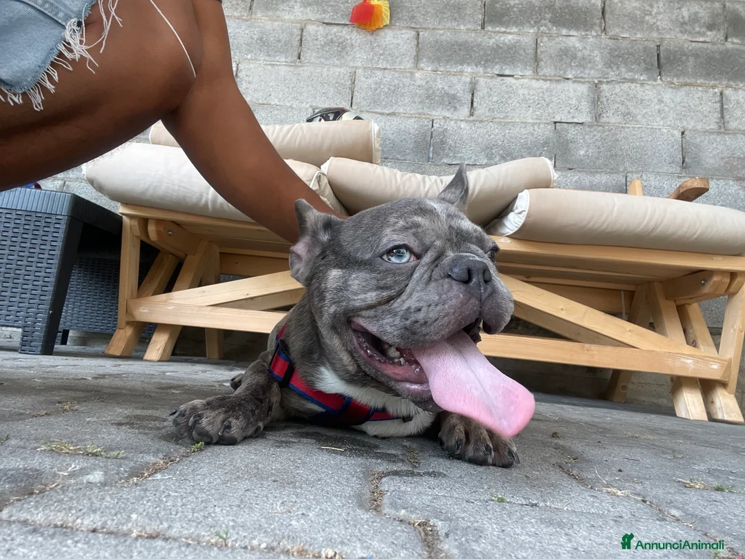 Bulldog Francese cani per accoppiamento: Bulldog Francese per accoppiamento - Annuncio 1