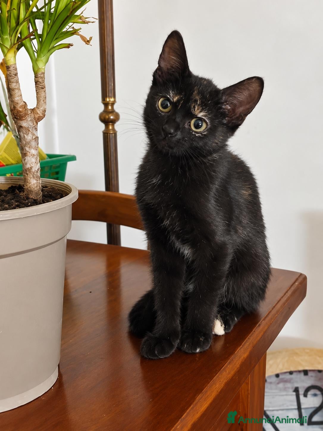 Meticcio gatti Gattina dolce nera - Annuncio 1