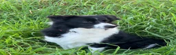 Border Collie cani per accoppiamento: Border Collie maschio da monta - Annuncio 2