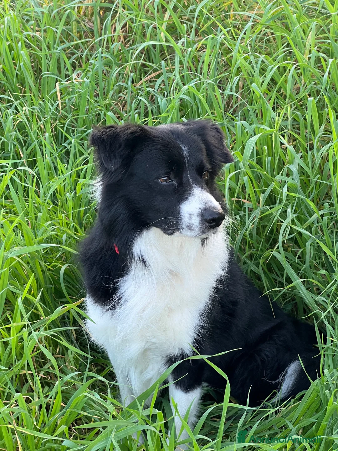 Border Collie cani per accoppiamento: Border Collie maschio da monta - Annuncio 2