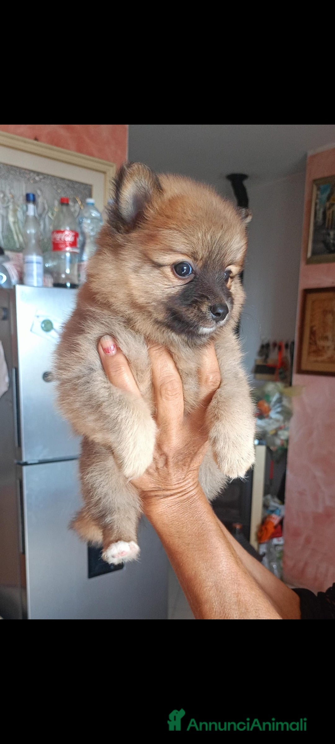 Volpino Pomerania cani in vendita: Volpino spitz della pomerania - Annuncio 3