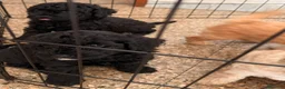 Barboncino cani in vendita: Barboncini  a Città Metropolitana di Bari - Annuncio 6
