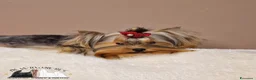 Yorkshire cani in vendita: Cuccioli di Yorkshire Terrier  - Annuncio 5