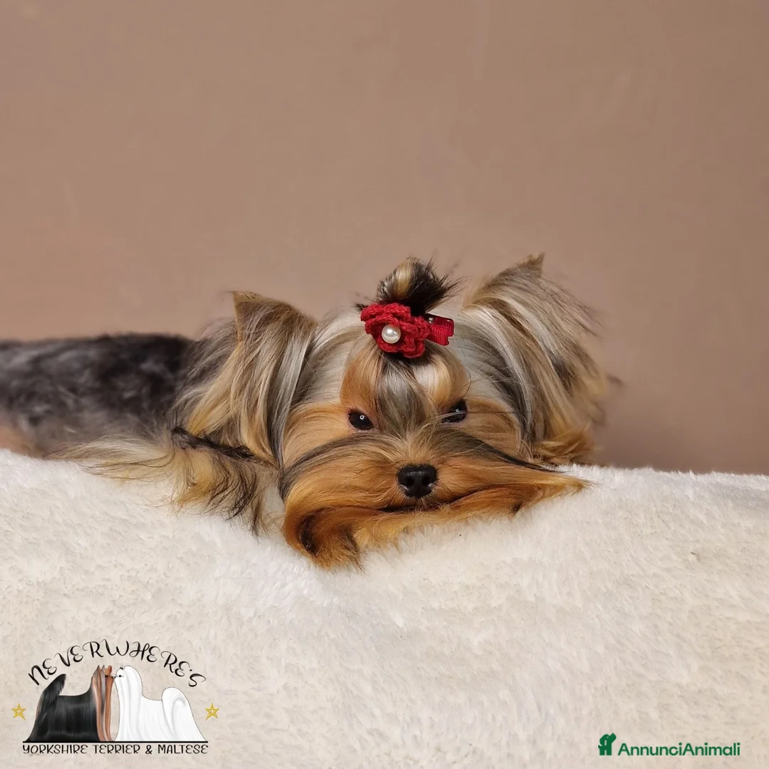 Yorkshire cani in vendita: Cuccioli di Yorkshire Terrier  - Annuncio 5