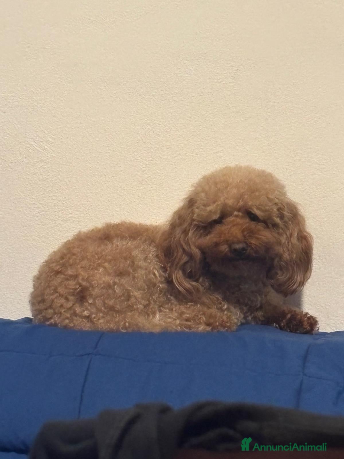 Barboncino Toy cani in vendita: Barboncino toy - Annuncio 1