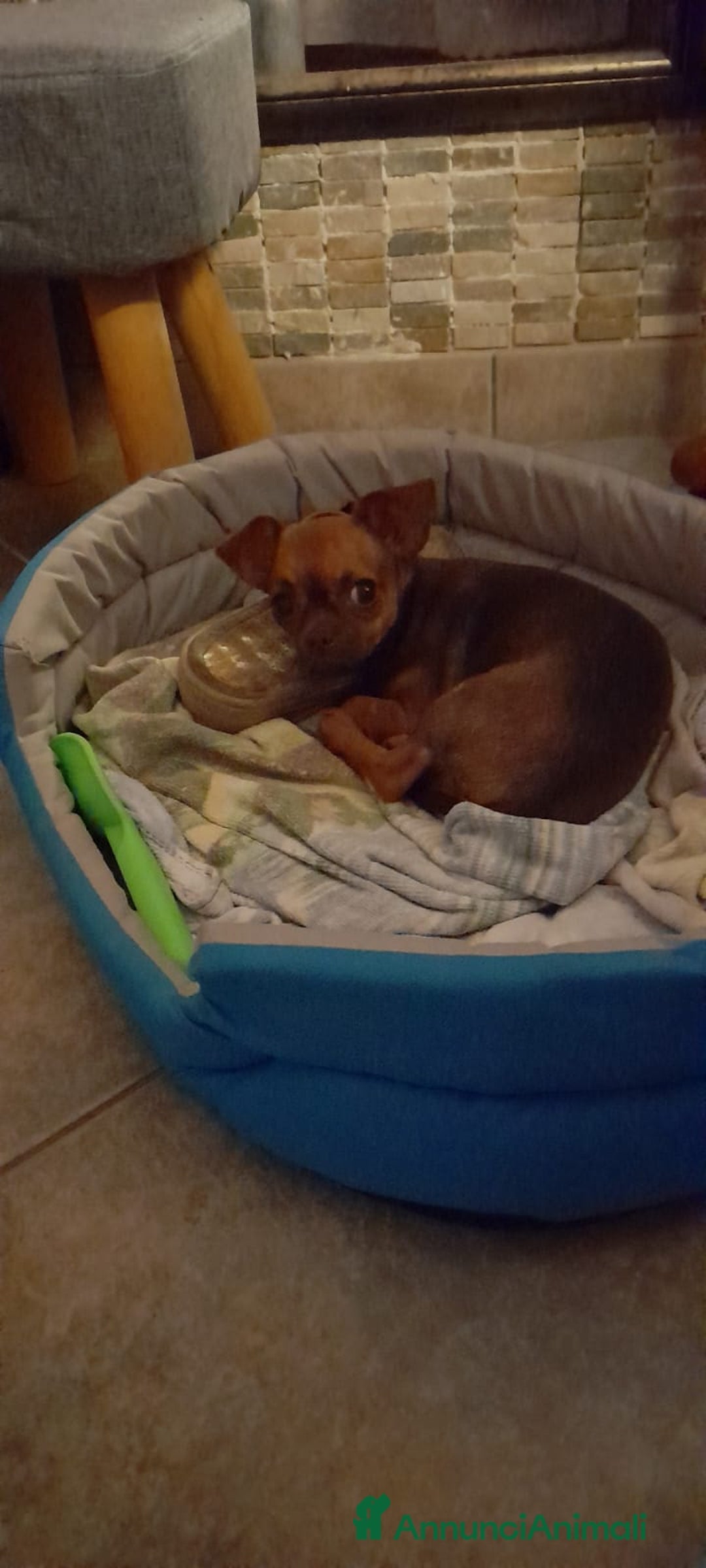 Chihuahua cani in vendita: Cucciolo femmina di 6 mesi - Immagine 3