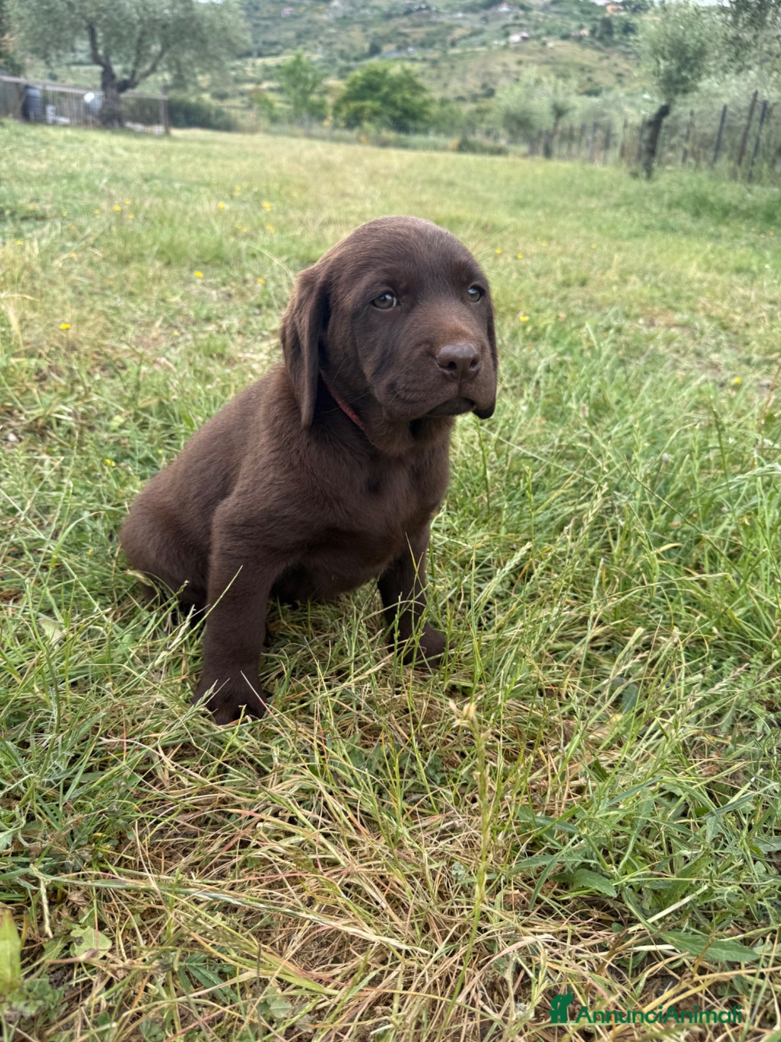 Labrador cani Cucciolo Labrador Choco  - Annuncio 4