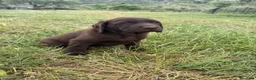 Labrador cani in vendita: Cucciolo Labrador Choco  - Annuncio 1