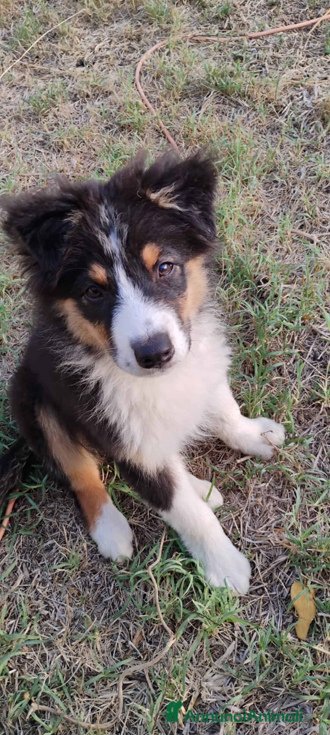 Australian Shepherd cani in vendita: Cuccioli pastore australiano/australian shepherd a Provincia di Viterbo - Immagine 3