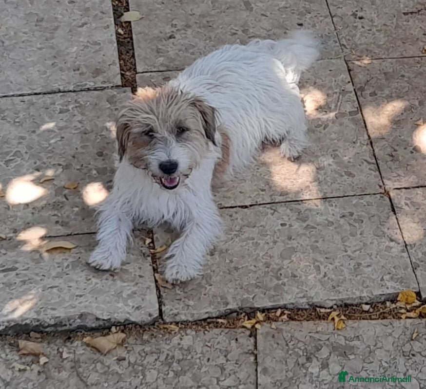 Jack Russell cani Jack Russell Terrier Broken Ruvido cuccioli  - Annuncio 7