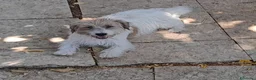 Jack Russell cani in vendita: Jack Russell Terrier Broken Ruvido cuccioli  a Città metropolitana di Roma Capitale - Annuncio 1