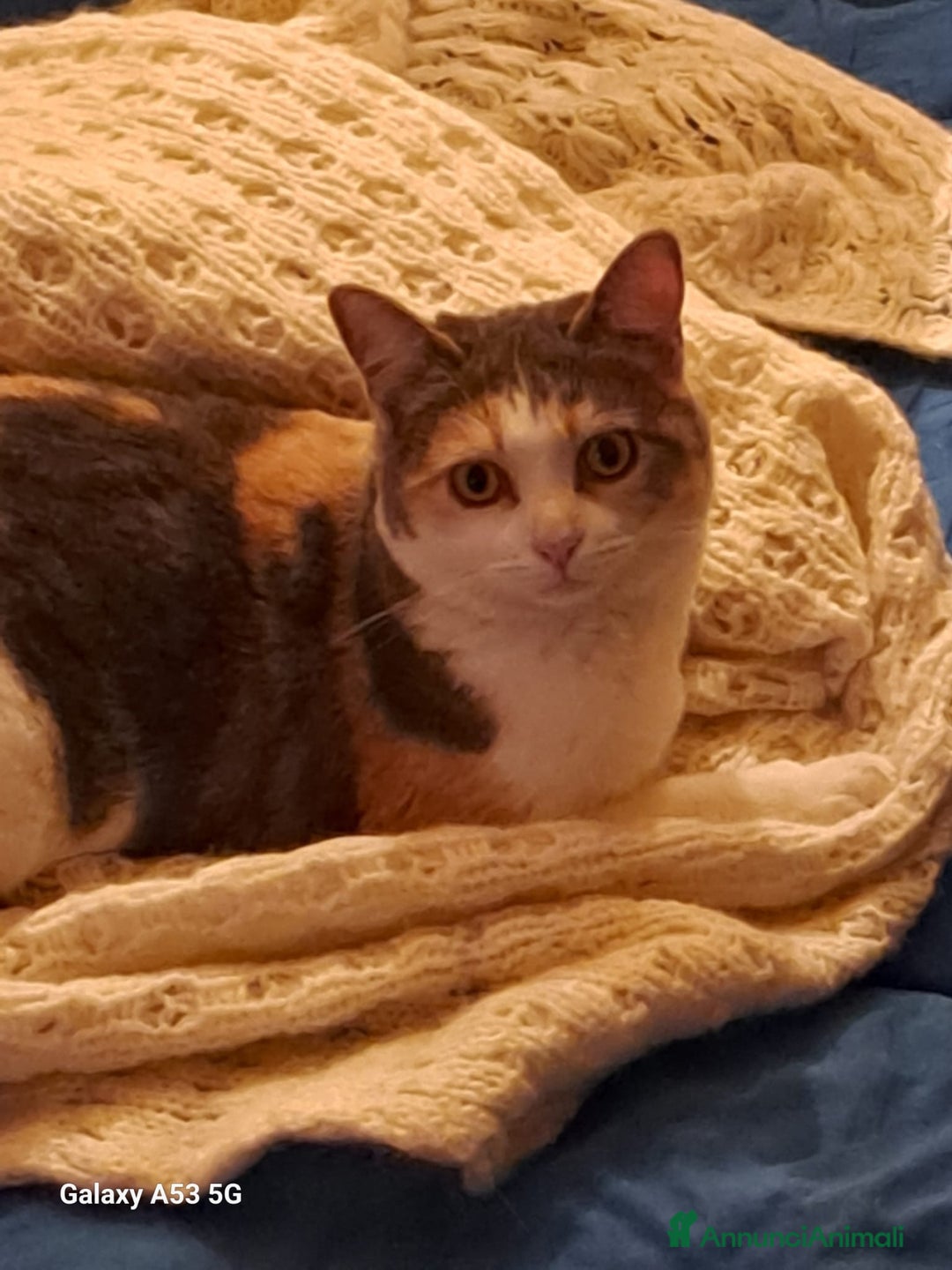 Europeo gatti in regalo: cuccioli 9 mesi cercano casa🖤 - Annuncio 4