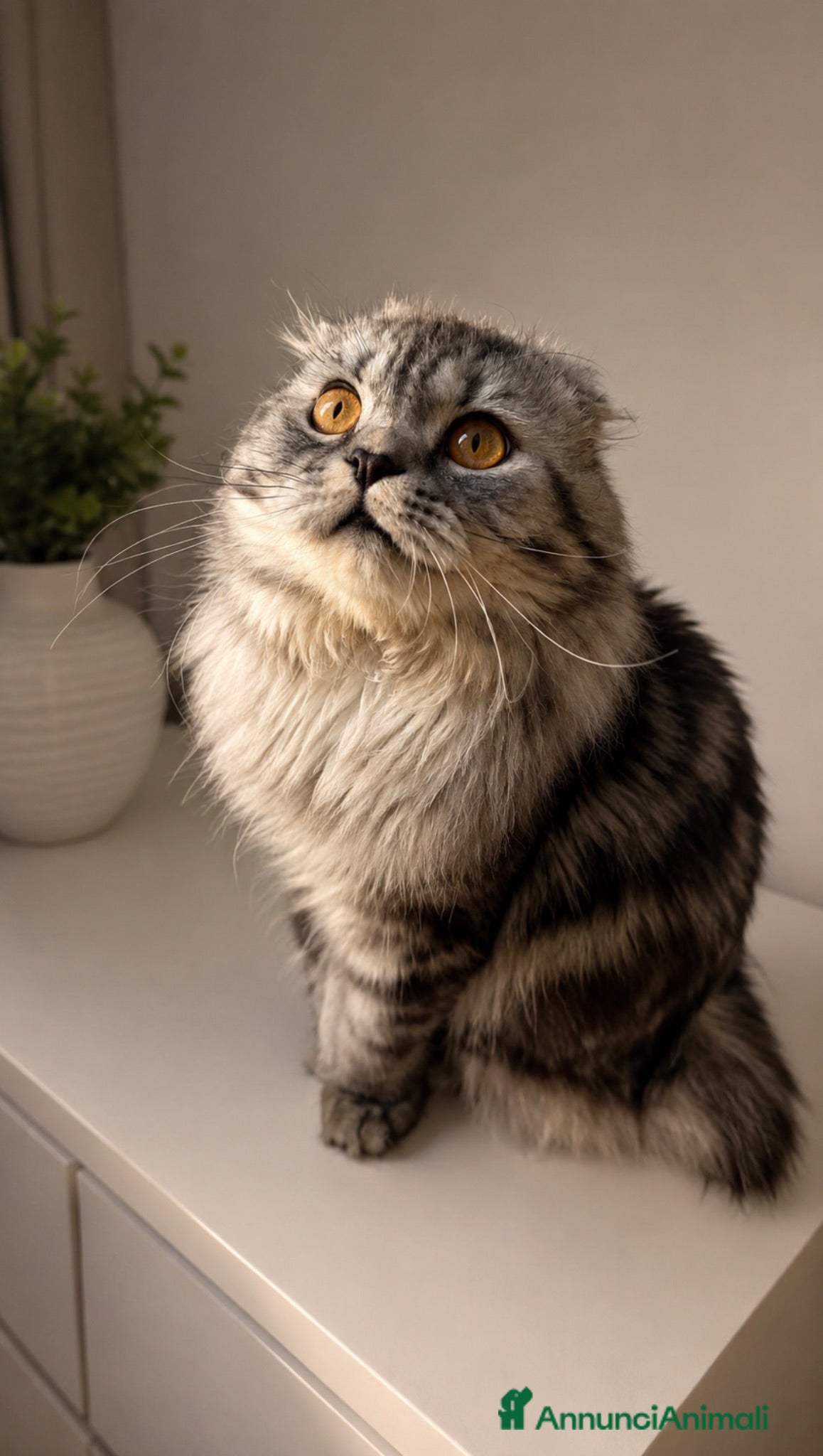 Scottish gatti British o Scottish per monta/accoppiamento - Annuncio 2