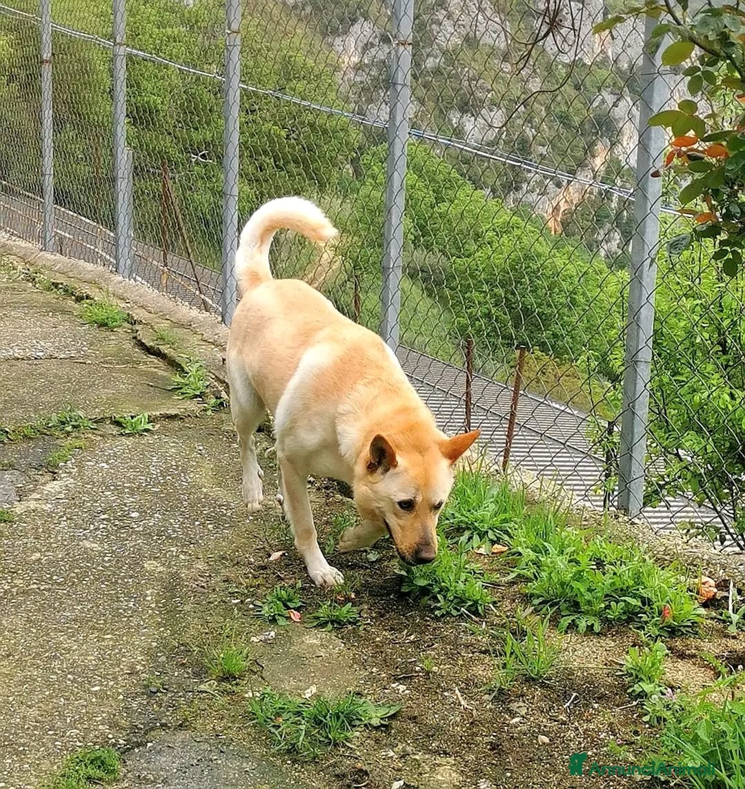 Meticcio cani in regalo: TAKESHI bravo socievole 30kg Trasferito!Calabria - Annuncio 3
