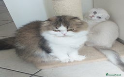 Scottish gatti in vendita: Cucciola Fold  a Bagnacavallo - Immagine 12