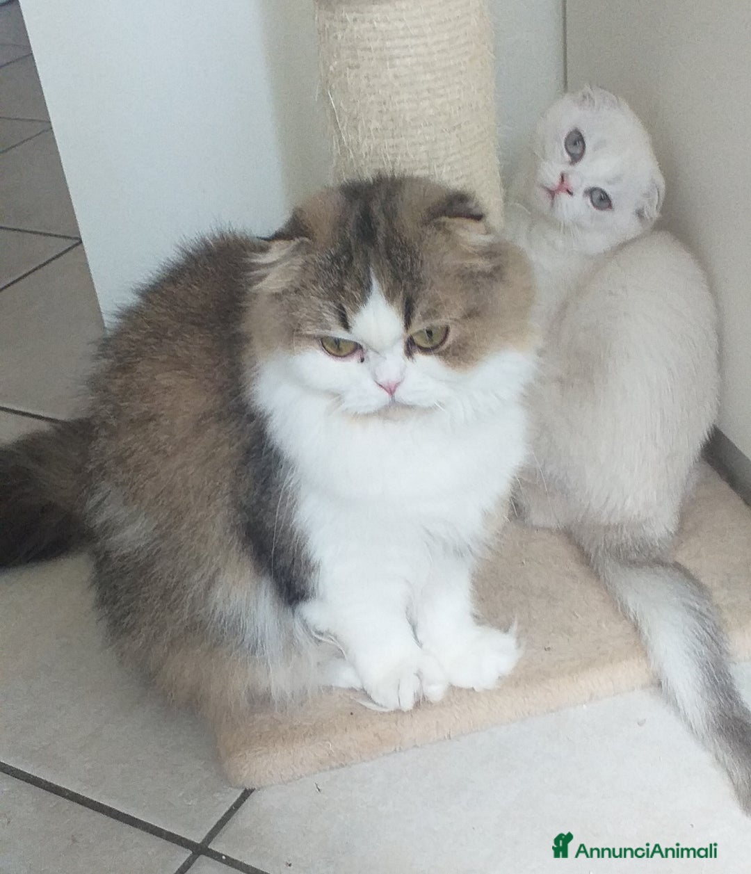 Scottish gatti in vendita: Cucciola Fold  a Bagnacavallo - Immagine 12
