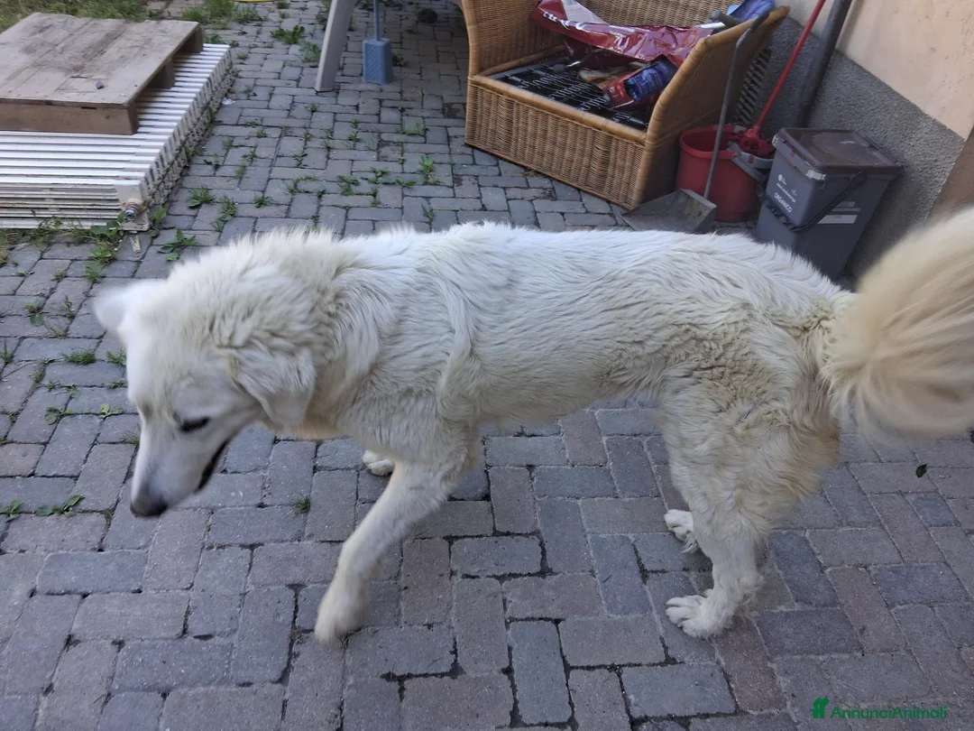Pastore Abbruzzese Maremmano cani in regalo: Pastore maremmano regalo a Provincia di Alessandria - Annuncio 2