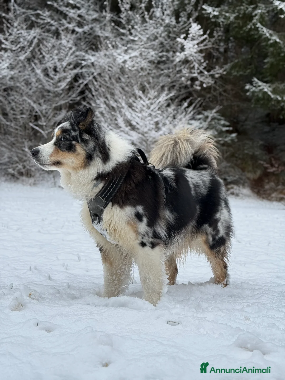 Australian Shepherd cani in vendita: Vendesi cuccioli di pastore australiano - pedigree - Annuncio 2
