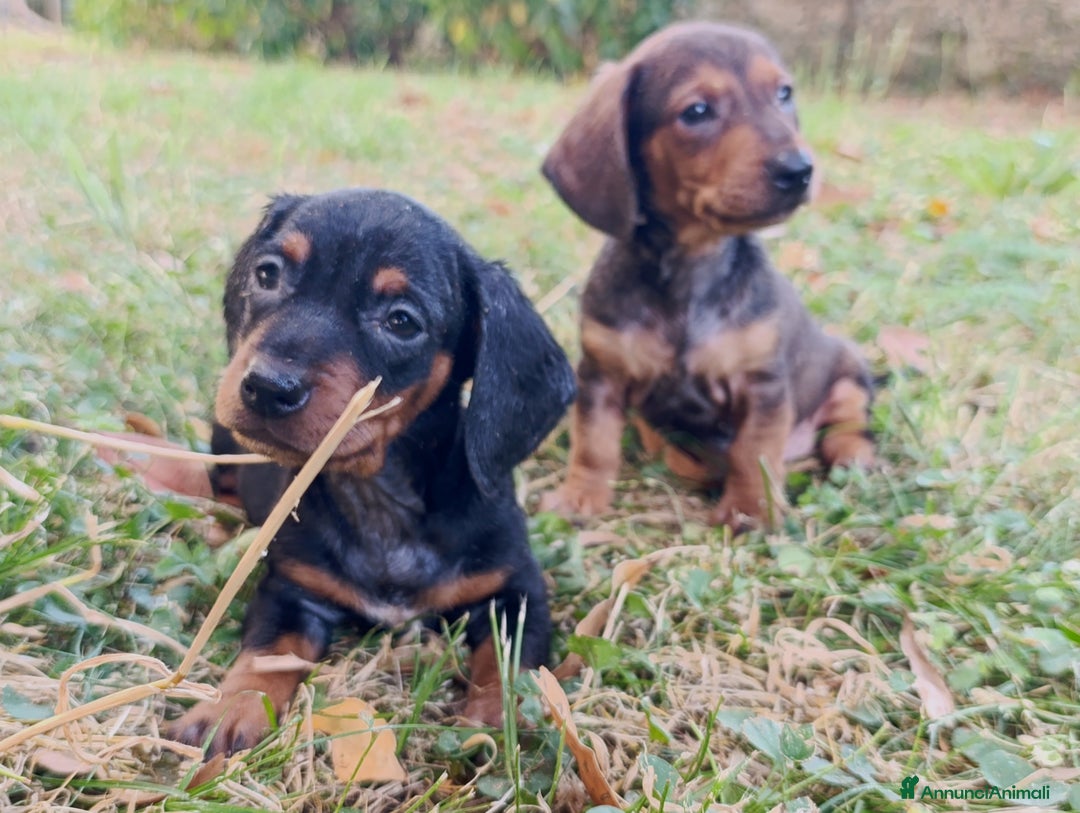 Bassotto cani in vendita: Bassotti - Immagine 5