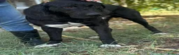 Pastore Asia Centrale cani in regalo: Murat pastore asia centrale cerca adozione - Annuncio 5