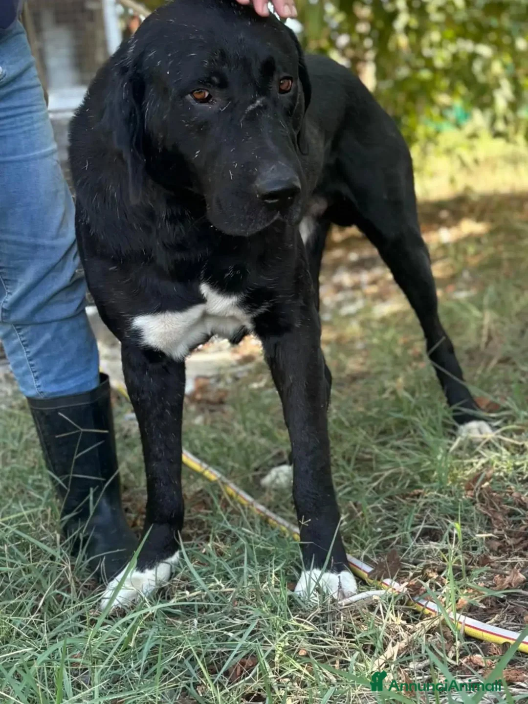 Pastore Asia Centrale cani in regalo: Murat pastore asia centrale cerca adozione - Annuncio 5
