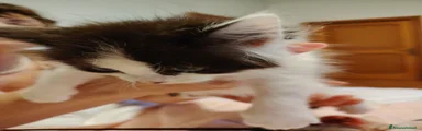Siberiano 11
