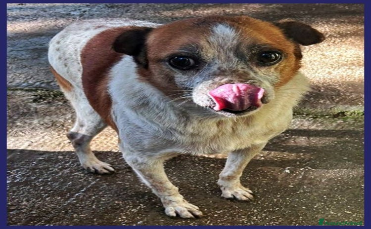 Meticcio cani a Città metropolitana di Milano - Annuncio 2