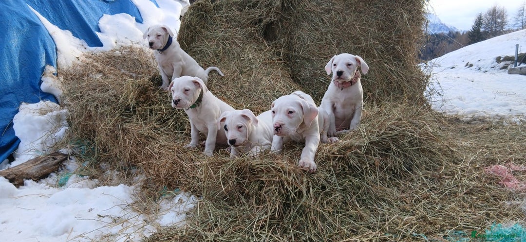 Dogo Argentino cani in vendita: Cucciola Dogo Argentino - Annuncio 4