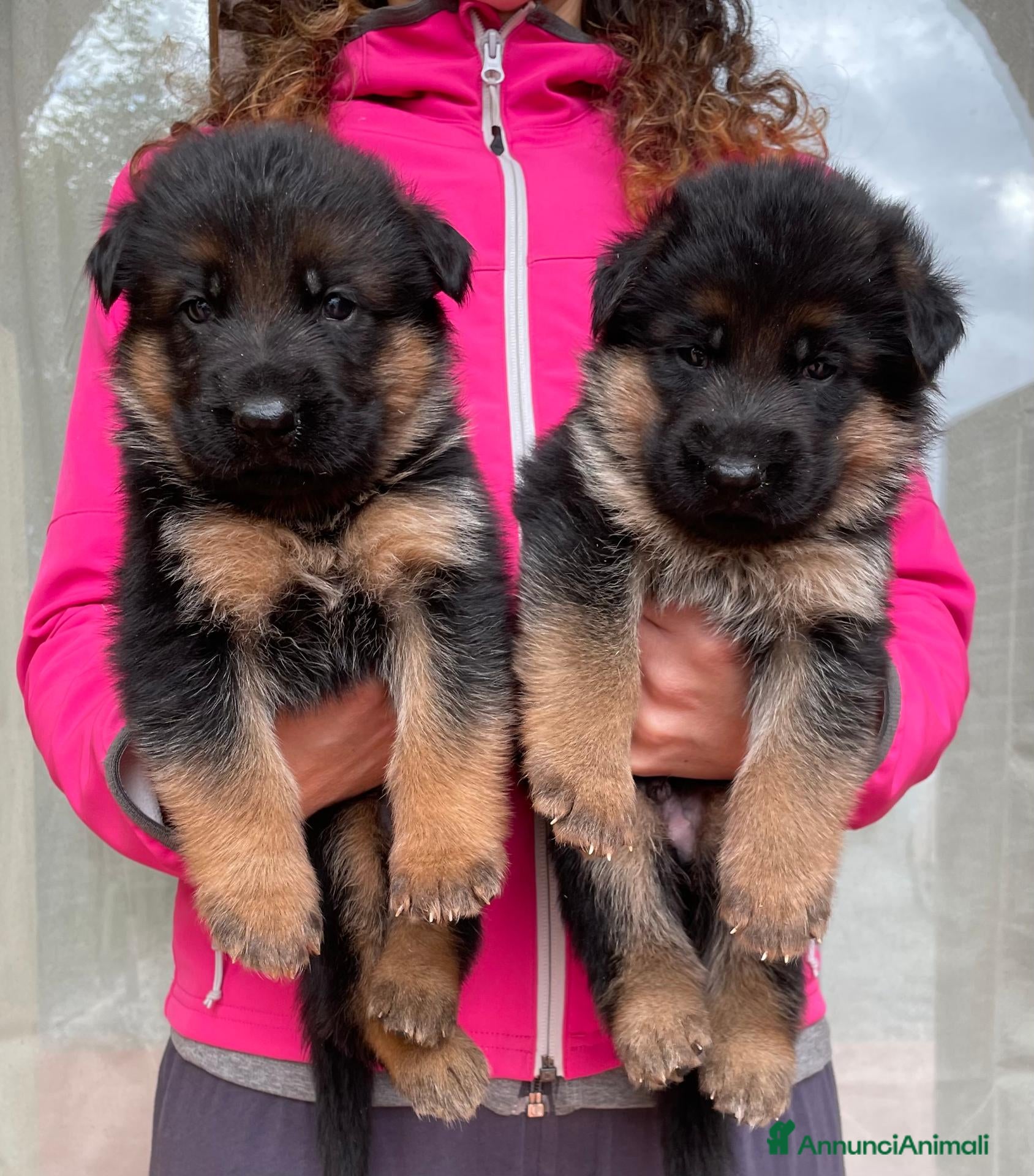 Pastore Tedesco cani in vendita: Stupendi cuccioli di Pastore Tedesco  - Annuncio 1