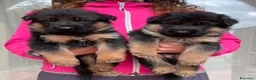 Pastore Tedesco cani in vendita: Stupendi cuccioli di Pastore Tedesco  - Annuncio 1