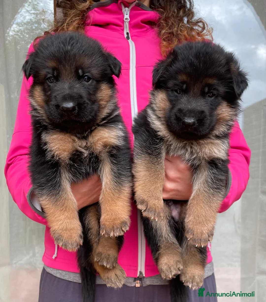 Pastore Tedesco cani in vendita: Stupendi cuccioli di Pastore Tedesco  - Annuncio 1
