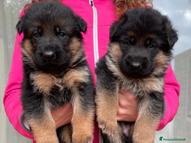 Pastore Tedesco cani in vendita: Stupendi cuccioli di Pastore Tedesco - Annuncio 1