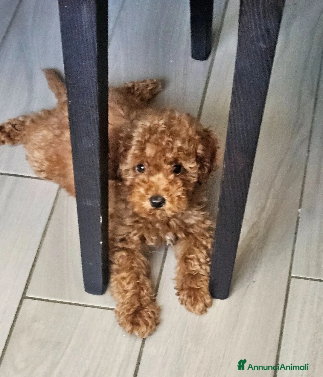 Barboncino cani in vendita: Cuccioli di barboncino  a Provincia di Pavia - Annuncio 3