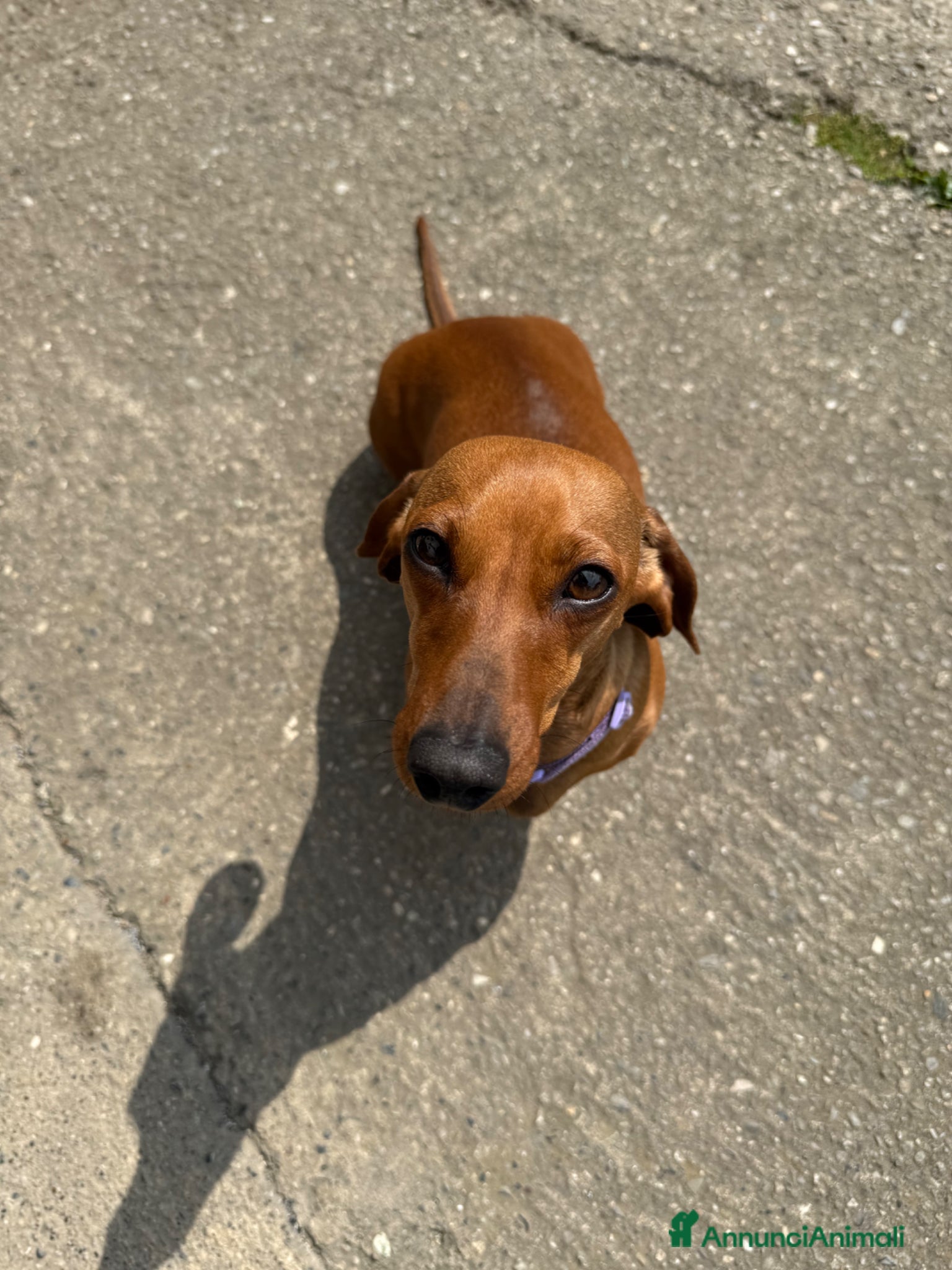 Bassotto cani Cuccioli di bassotto nano/kaninchen - Annuncio 36