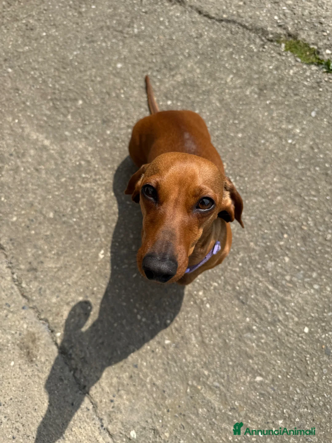 Bassotto cani in vendita: Cuccioli di bassotto nano/kaninchen a Provincia di Monza e della Brianza - Annuncio 1